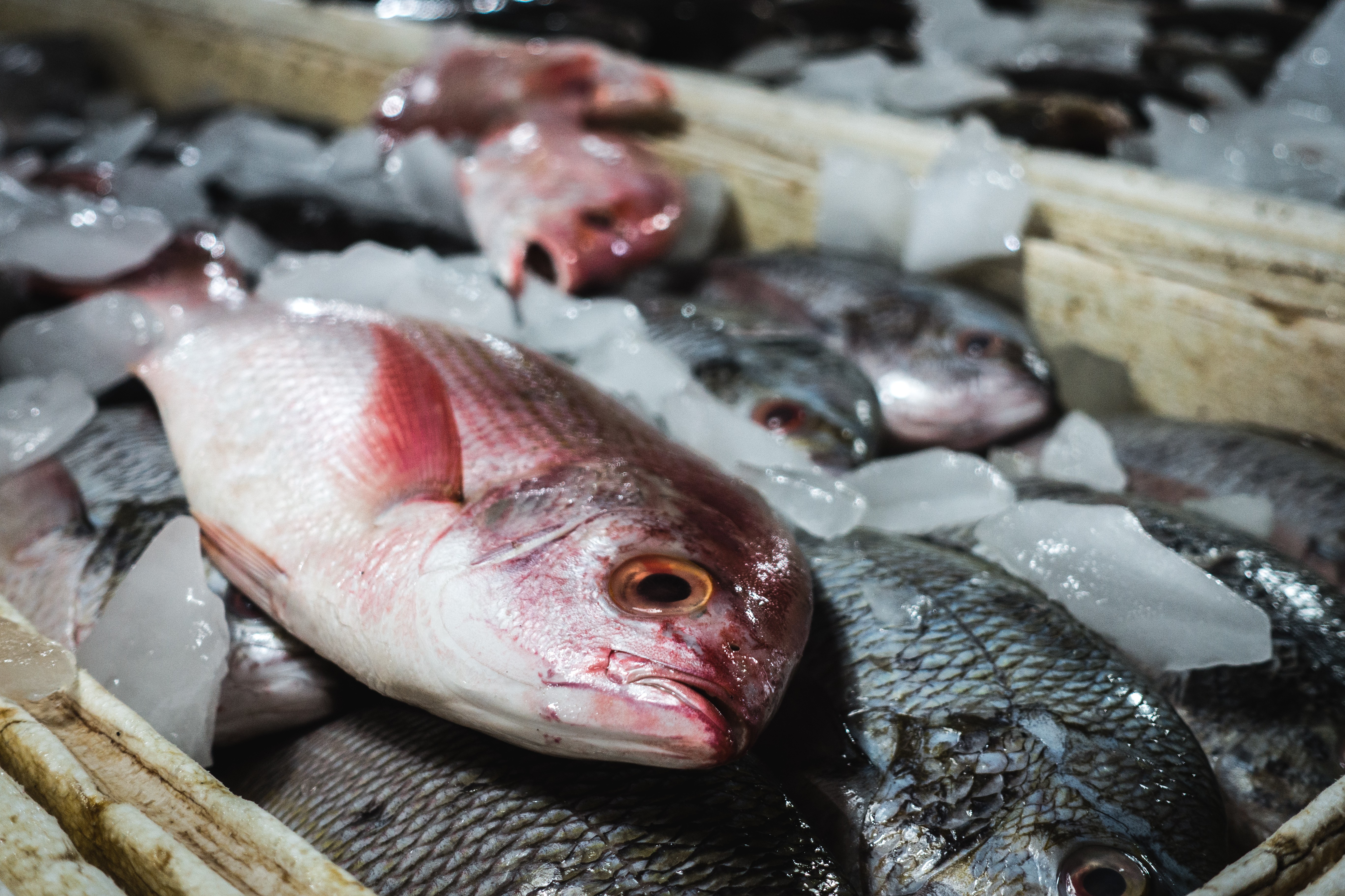 Балийская красная snapper рыба
