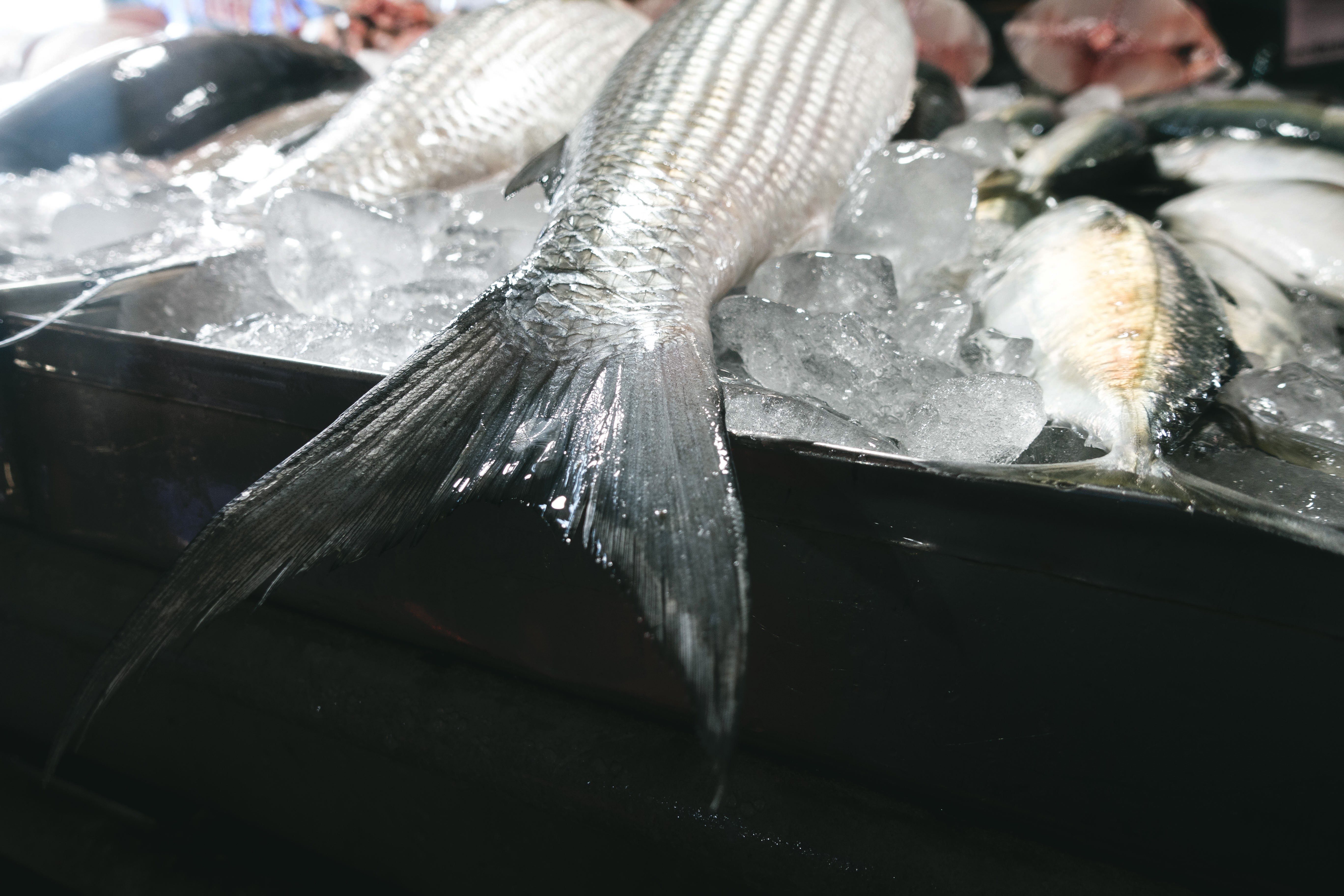 생선 꼬리 클로즈업