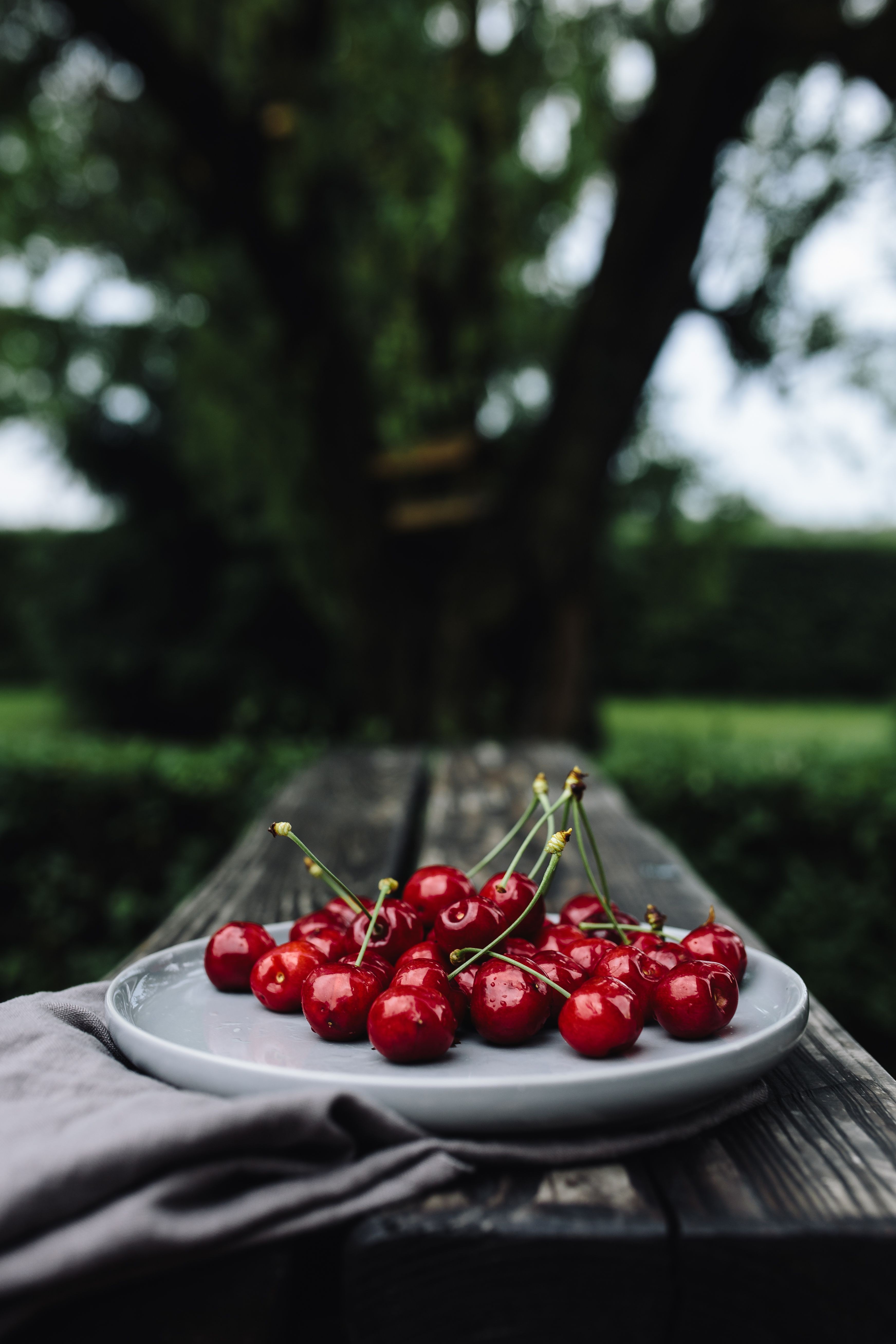 Fresh cherries in the garden
