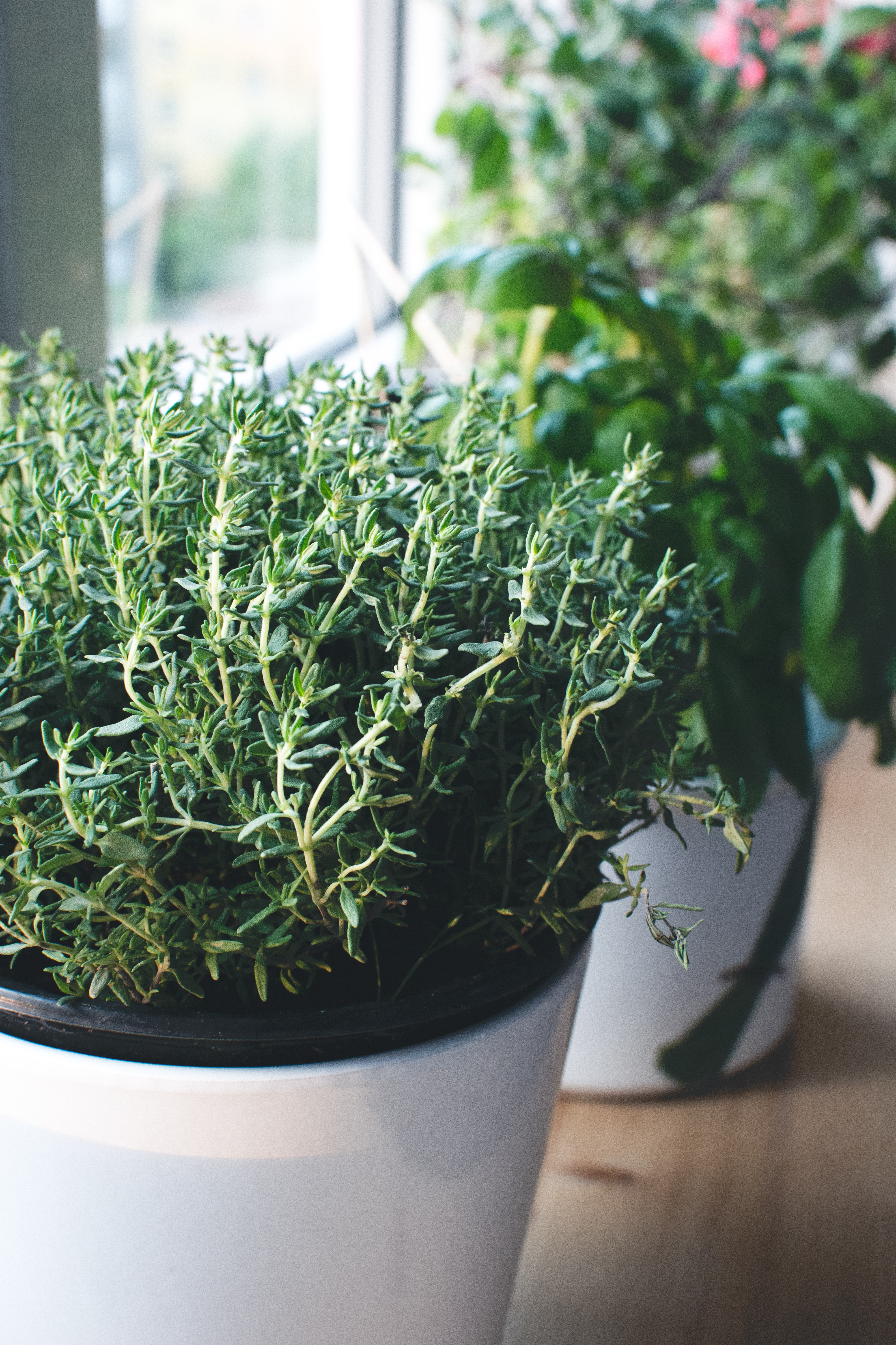 Fresh thyme in a window