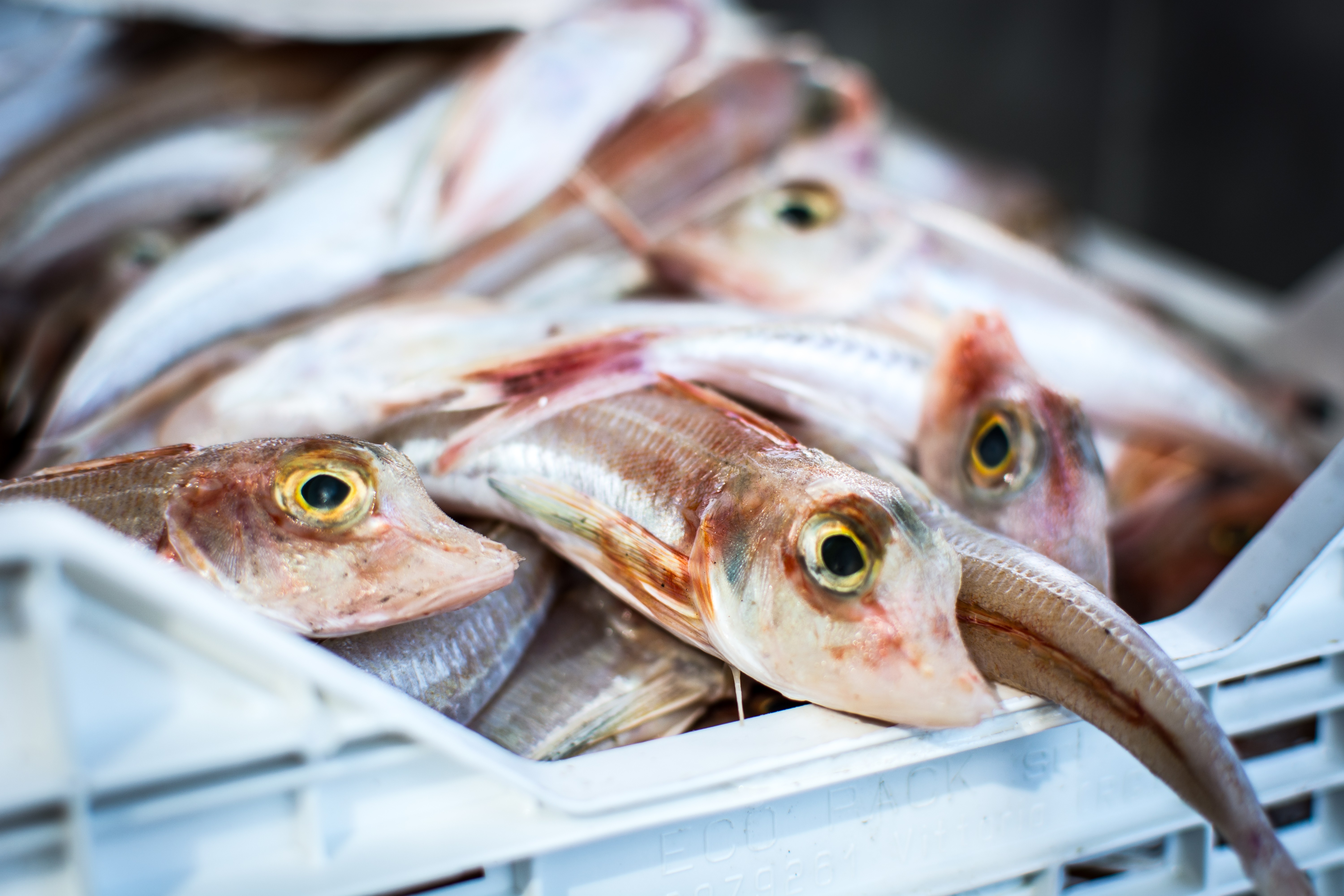 Peixes brilhantes em um mercado de peixe