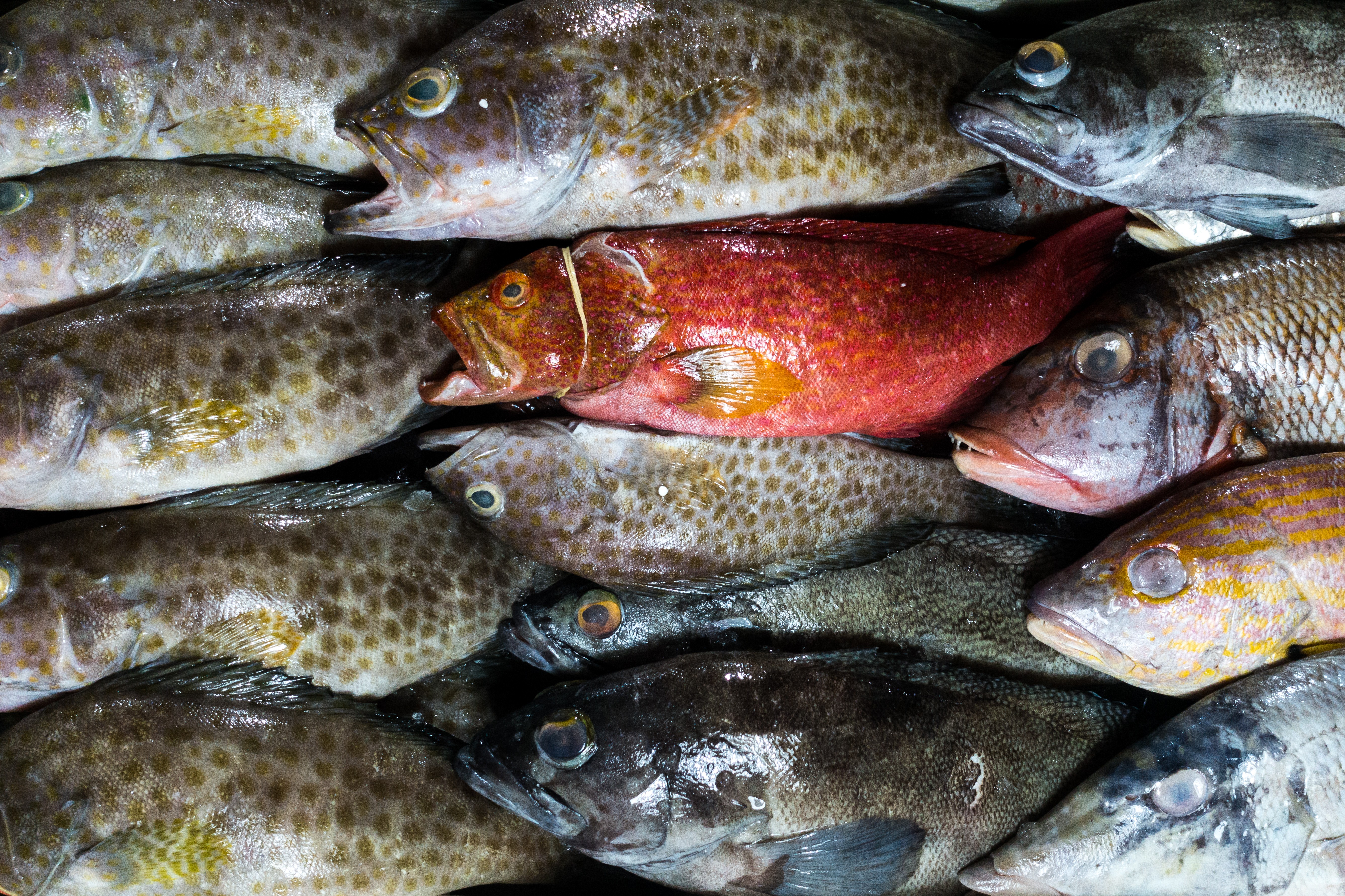 Larger fish on a fish market