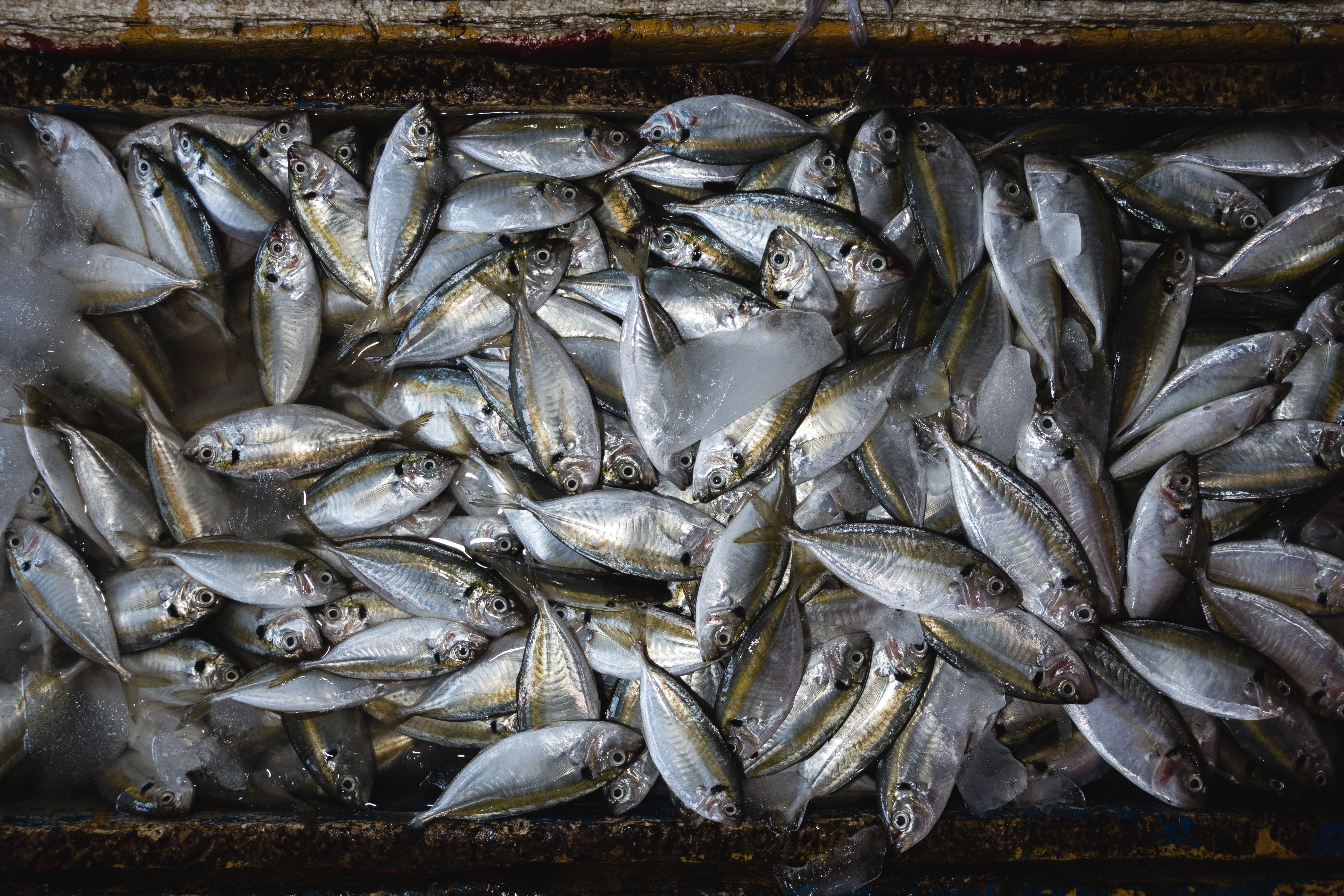 Little fish on a fish market