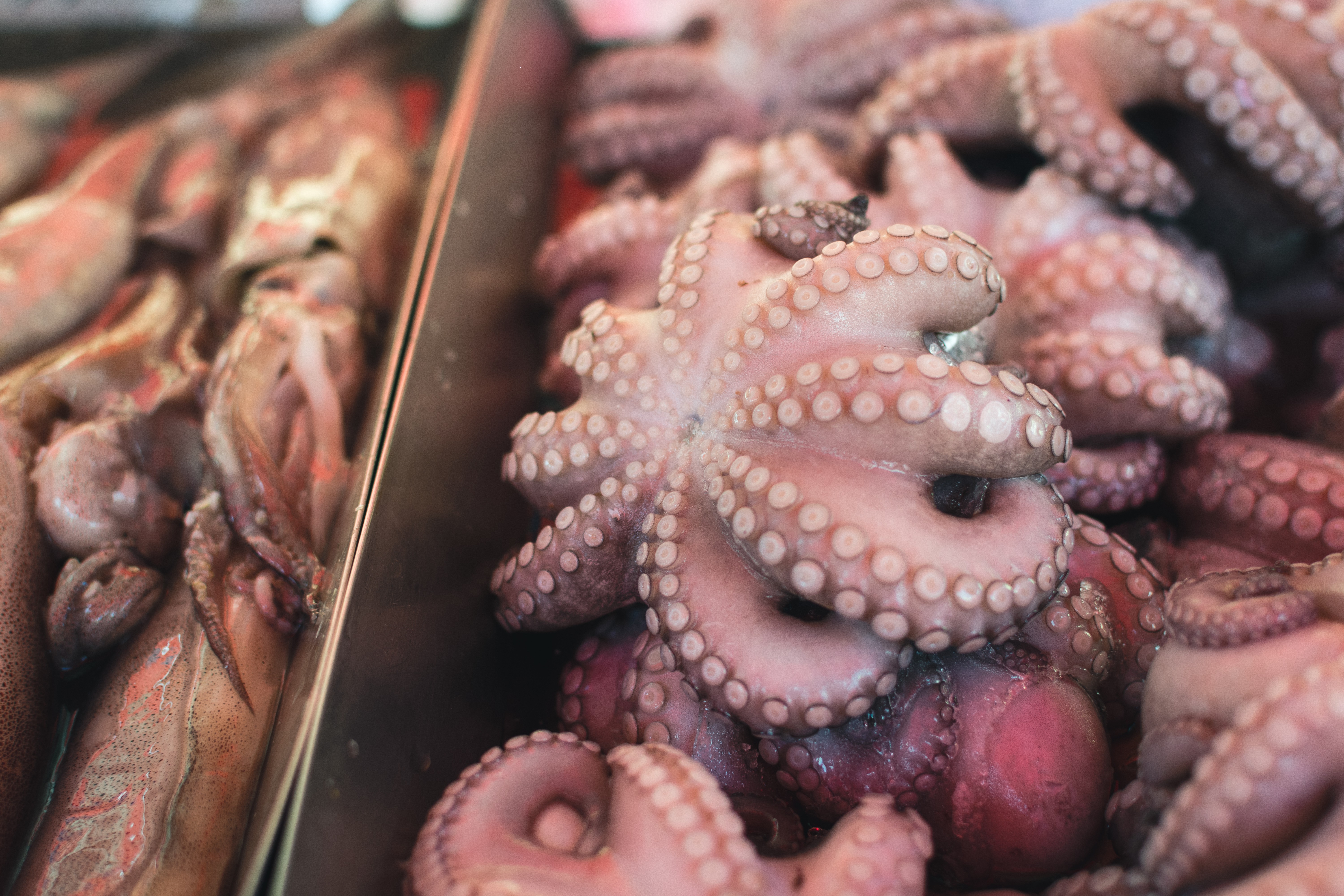 Polvo em um mercado de peixe