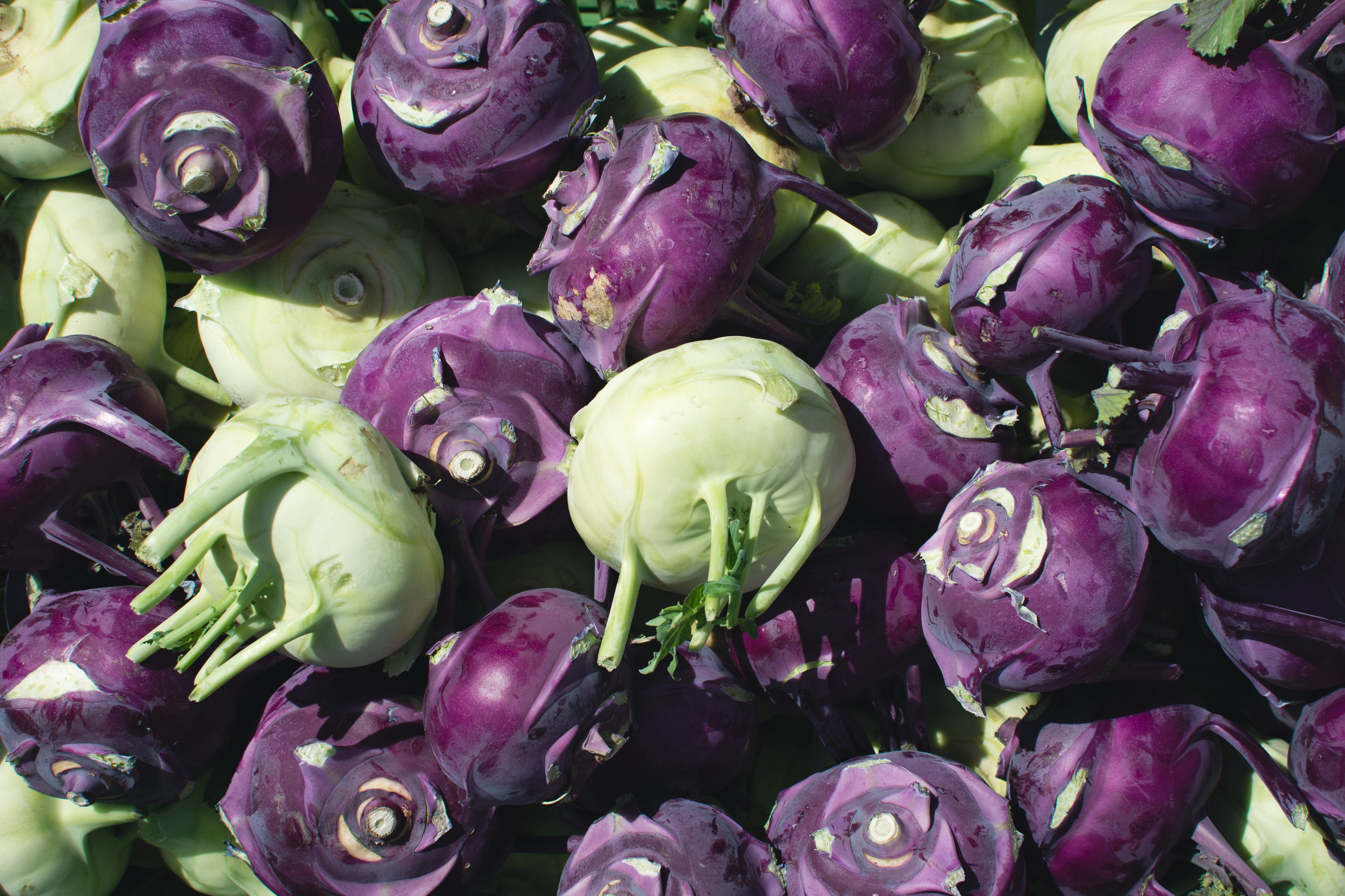 Purple and green mix of kohlrabi