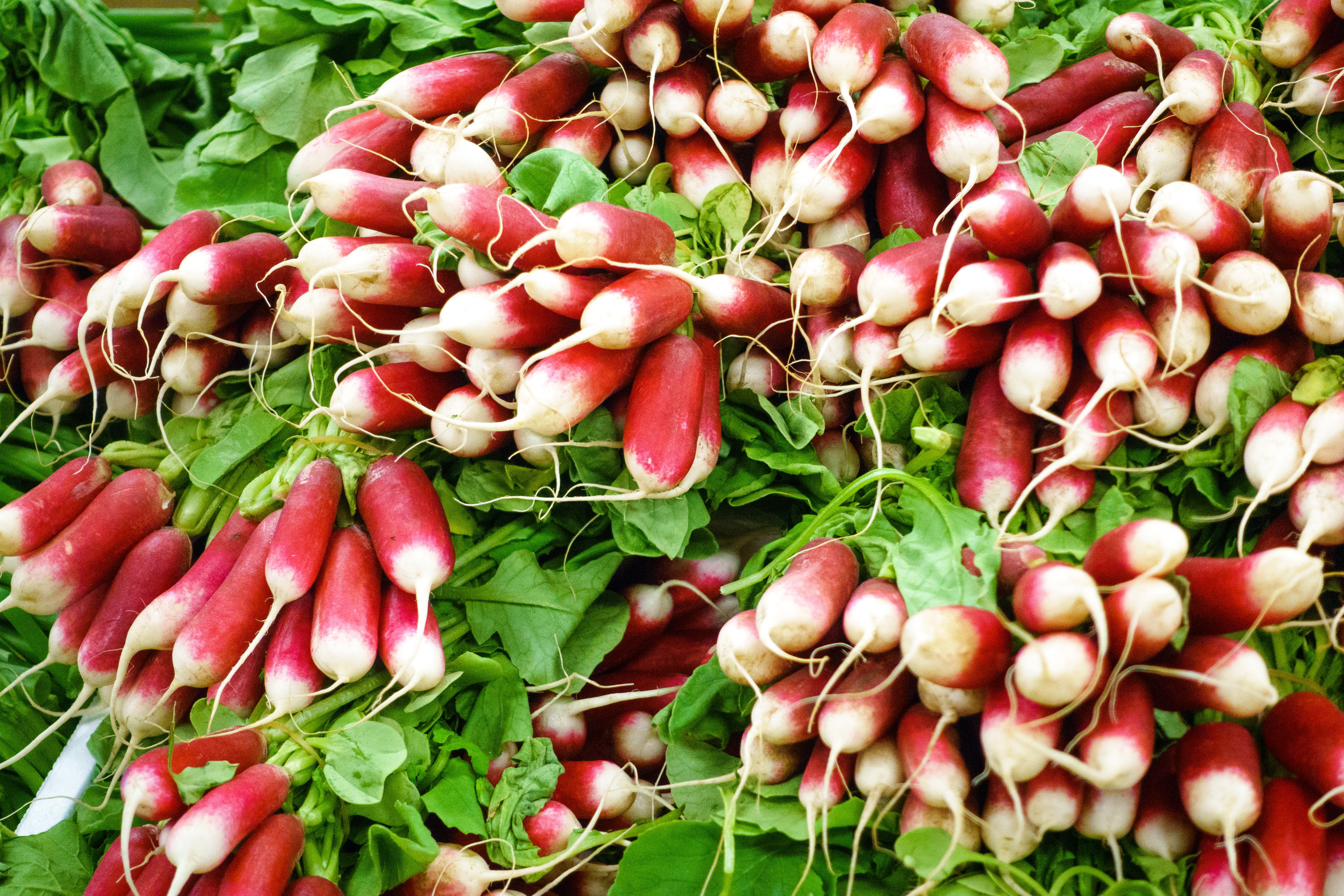 Rábanos en un mercado de agricultores