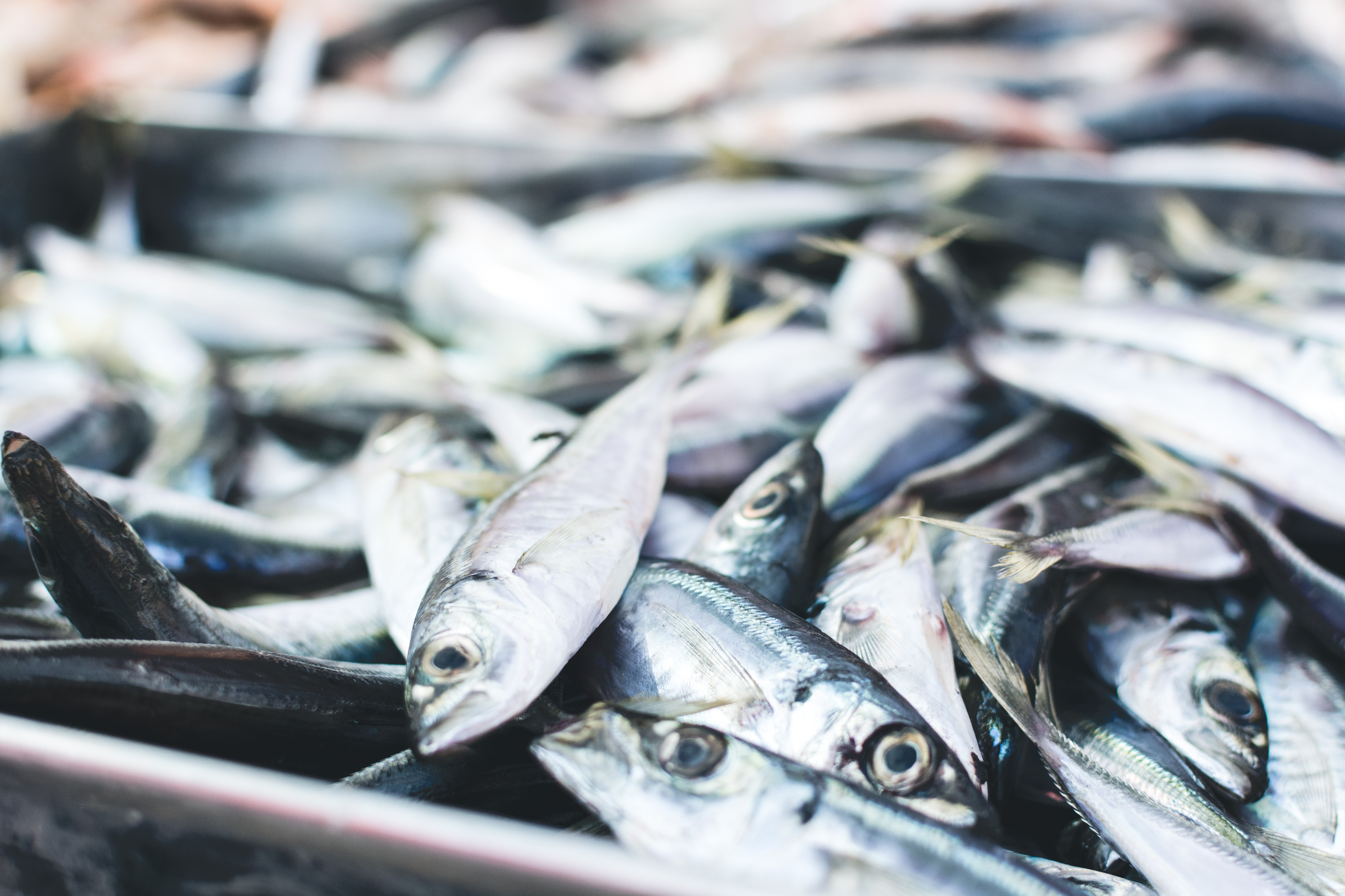 Sardinhas em um mercado de peixe