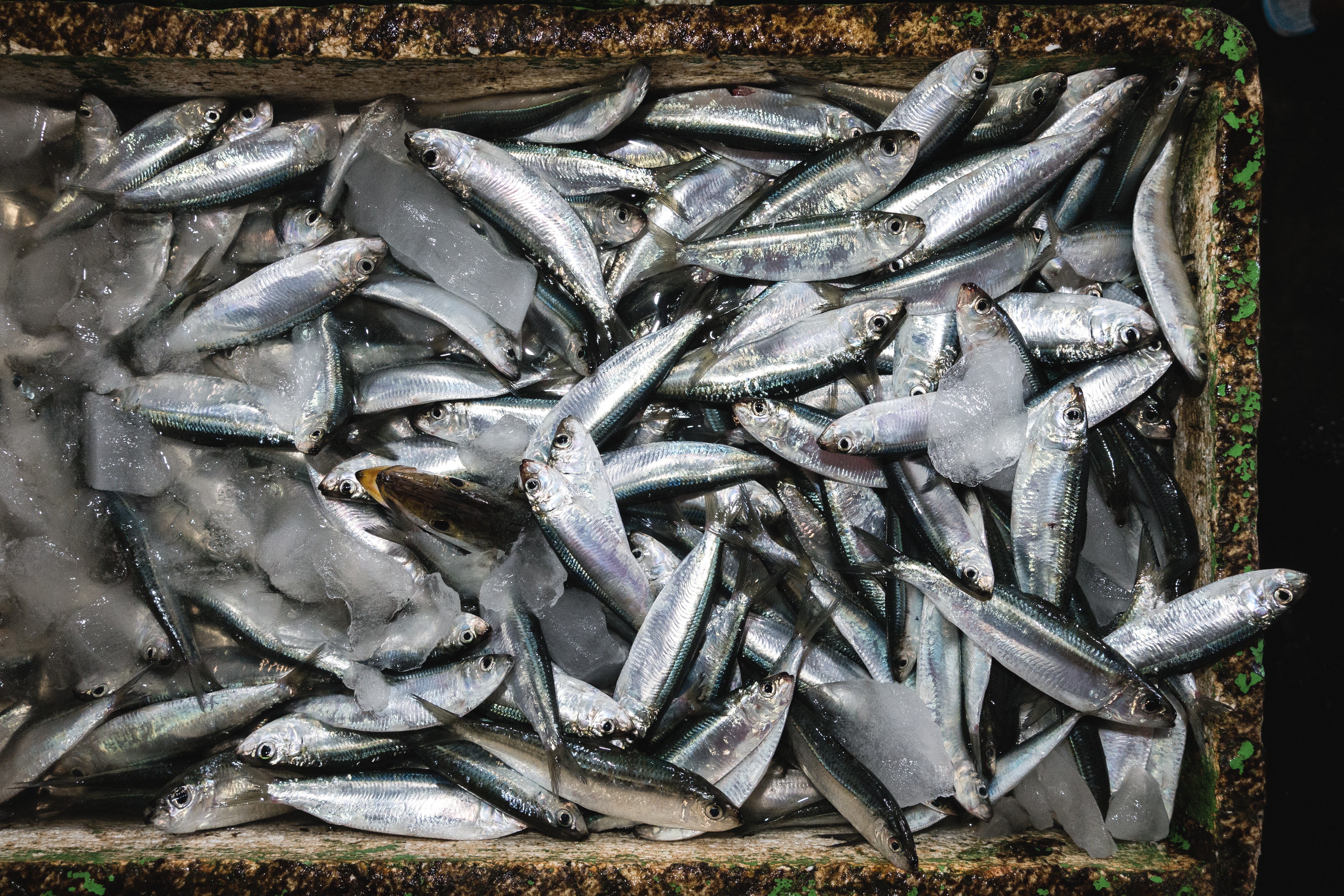 魚市場のイワシ