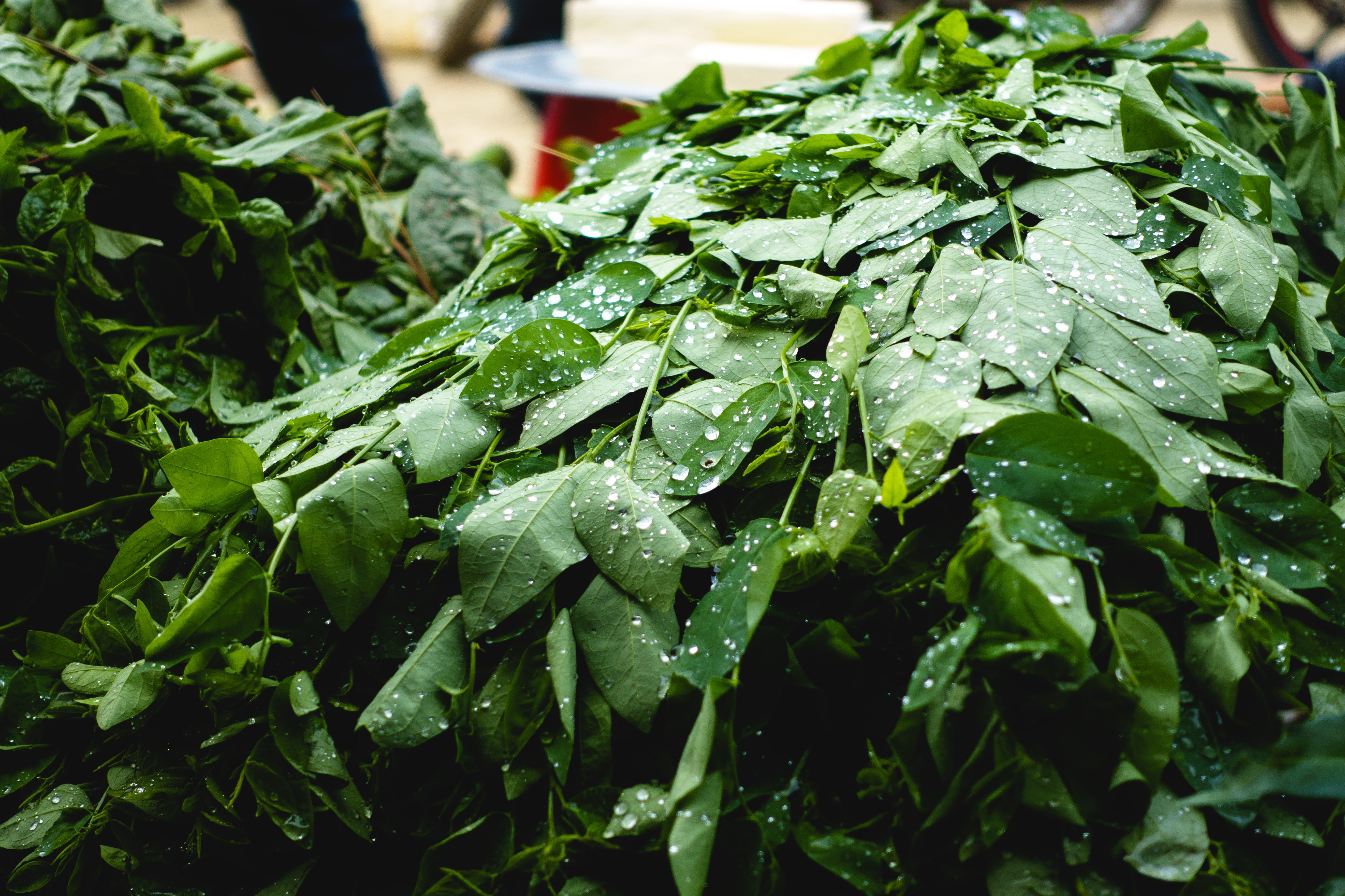Wet herbs at a market
