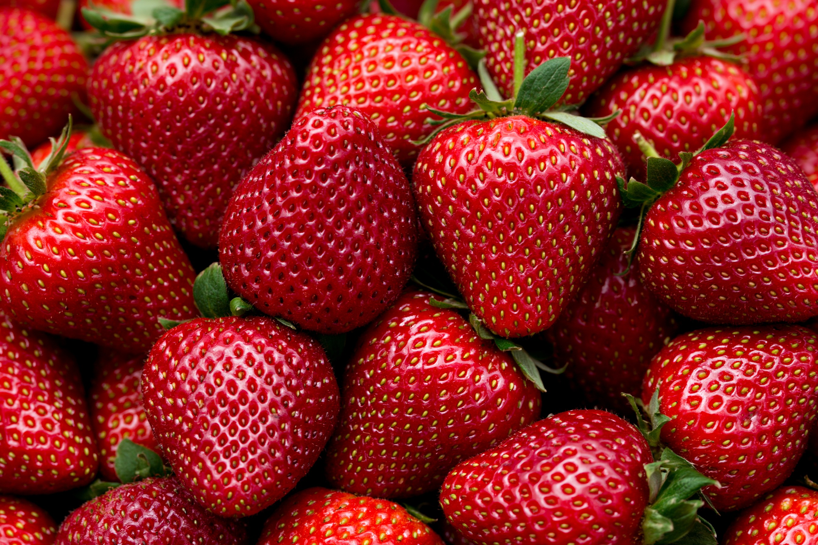 Fresas Frescas y Jugosas para Delicias de Verano