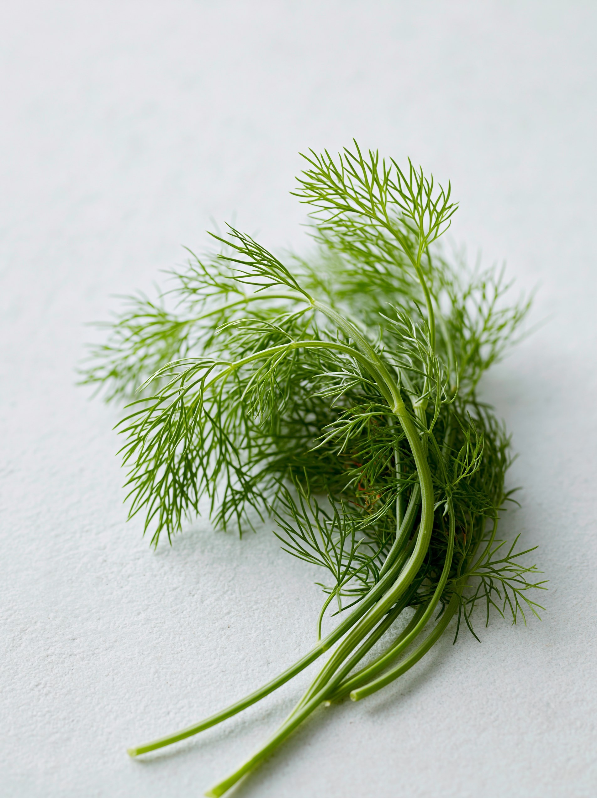 Fresh Dill Herb Sprigs for Cooking